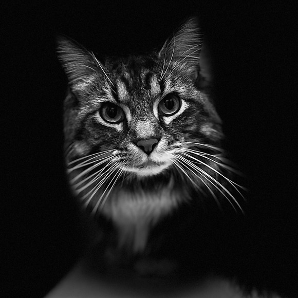 Meet your Posher, Lesley - Picture 1 of 1